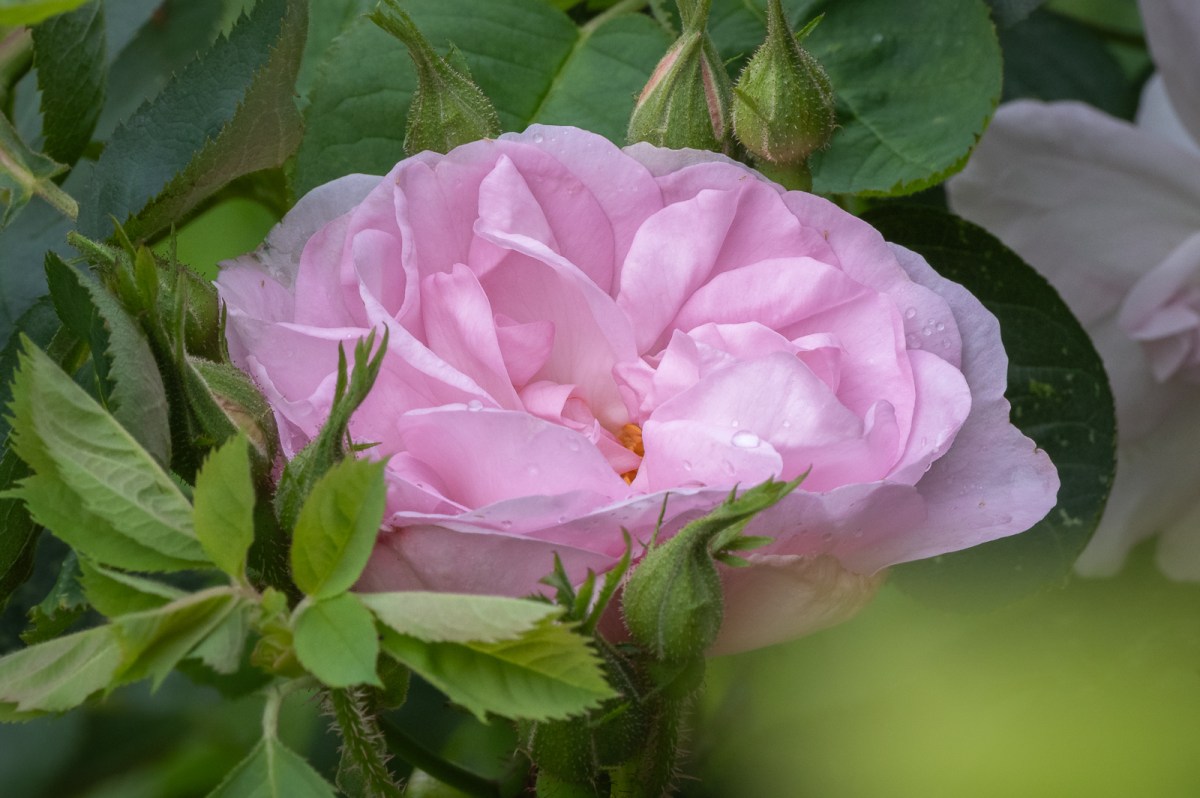 Roses all the way to the New&nbsp;World